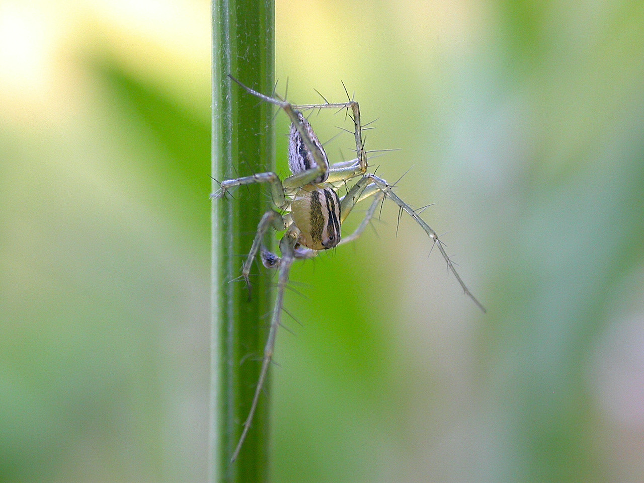 Oxyopes lineatus